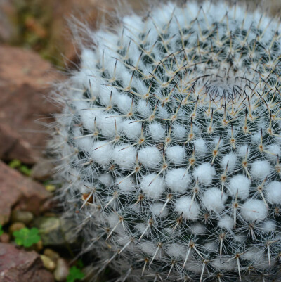 Mammillaria hahniana subsp. woodsii ，仙人掌科乳突球属。