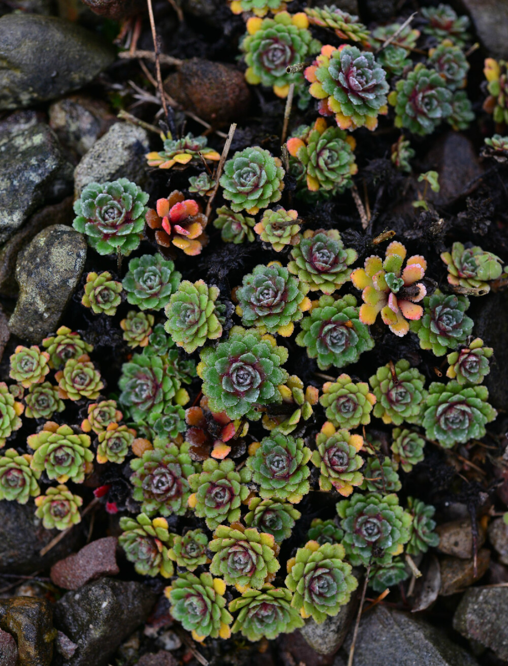 Saxifraga 'Whitehill' ，虎耳草科虎耳草属。