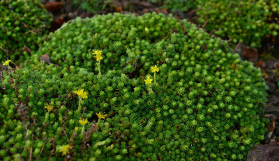 Saxifraga x eudoxiana 'Haagii' ，虎耳草科虎耳草属。