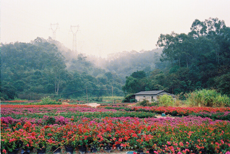 雨后的后山花圃。