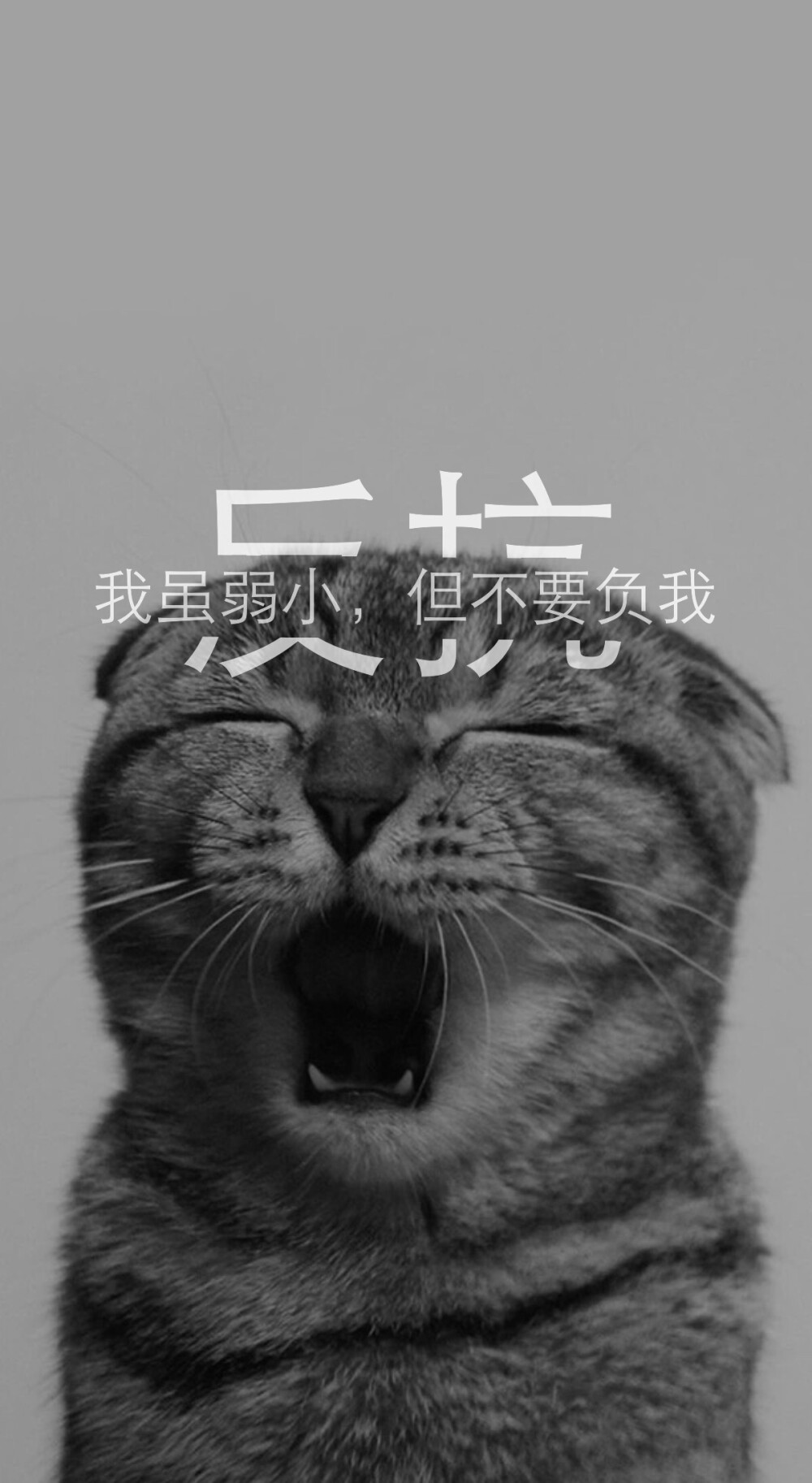 安卓壁纸 iPhone壁纸 猫 喵星人 灰色 萌 宠物 分割字壁纸 原创 反抗 辜负