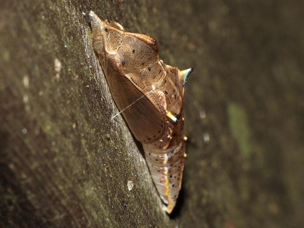 飞龙粉蝶 Talbotia naganum 的蛹。