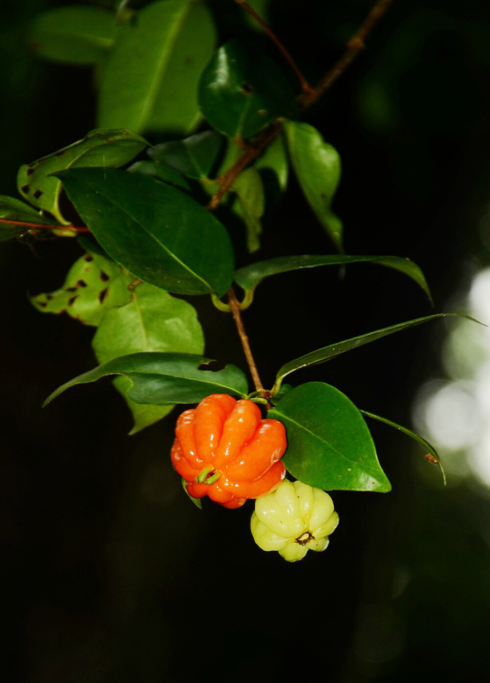 红果仔（番樱桃）Eugenia uniflora ，桃金娘科番樱桃属。