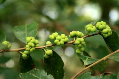 里白算盘子 Glochidion triandrum ，大戟科算盘子属。