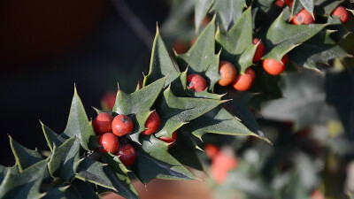 猫儿刺 Ilex pernyi ，冬青科冬青属。