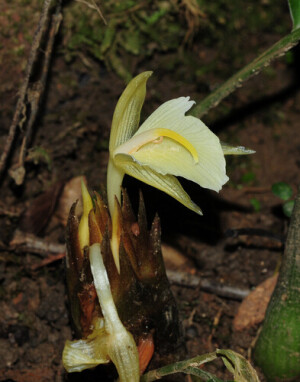 蘘荷 Zingiber mioga ，姜科姜属。