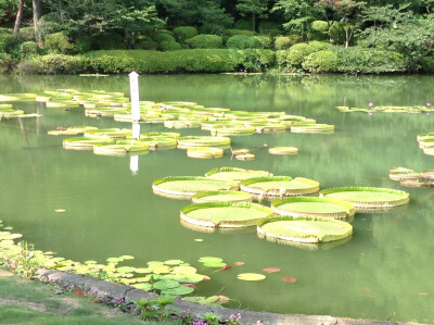 温泉旁边的池塘