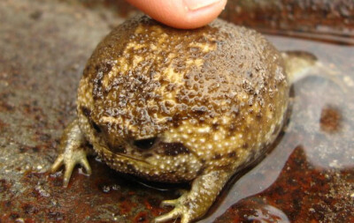 散疣短头蛙 Breviceps adspersus ，姬蛙科短头蛙属。