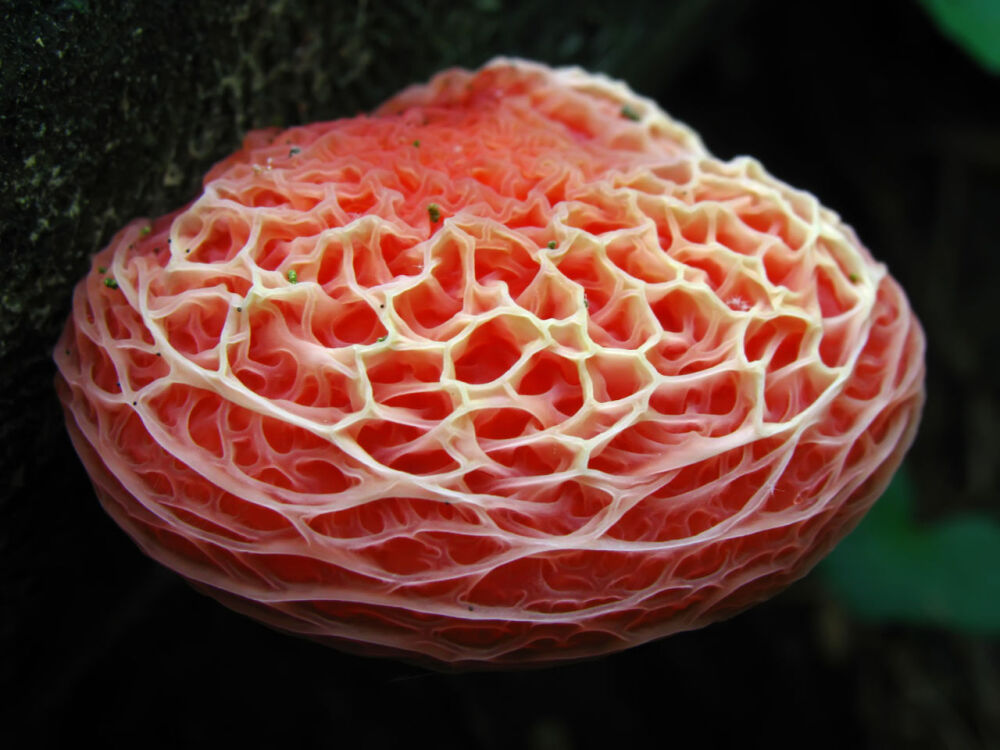 玫耳（网盖红褶伞） Rhodotus palmatus