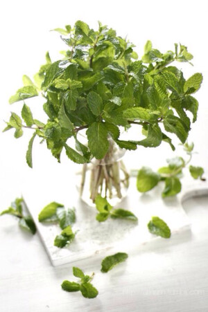 【自然馈赠】薄荷