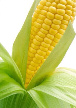 【自然馈赠】玉米
