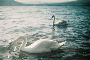 swan