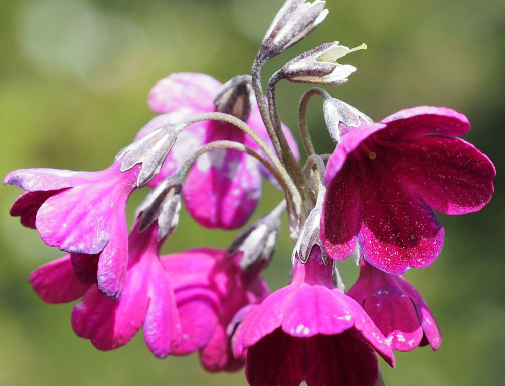 偏花报春 Primula secundiflora ，报春花科报春花属。