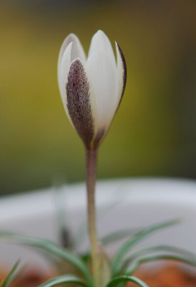 白番红花 Crocus alatavicus ，番红花属。