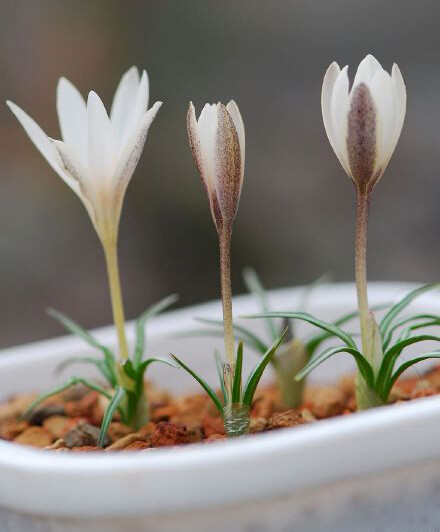 白番红花 Crocus alatavicus ，番红花属。