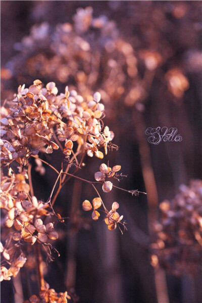 绣球花干枯的样子也很美啊，，尤其在冬日的阳光下 壁纸 冬日美景