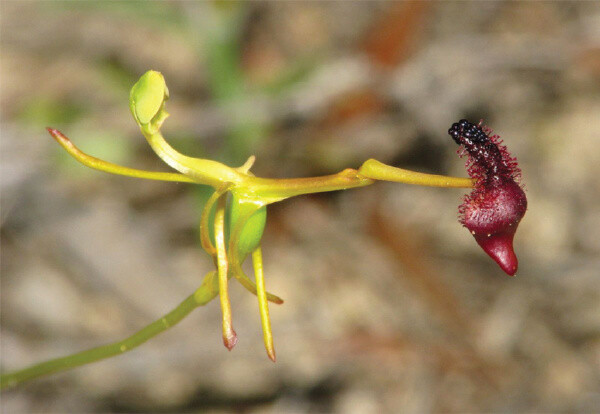 铁锤兰drakaeaglyptodon槌唇兰属