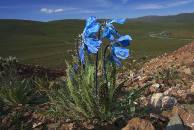 多刺绿绒蒿 Meconopsis horridula ，罂粟科绿绒蒿属。