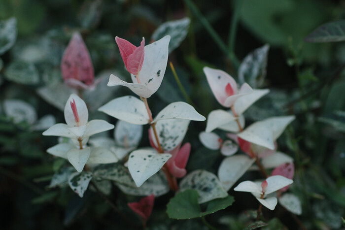 花叶络石 Trachelospermum jasminoides f. ，夹竹桃科络石属。