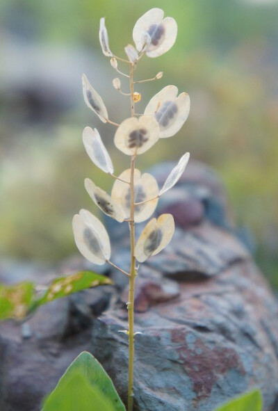 银扇草 Lunaria annua ，十字花科银扇草属。