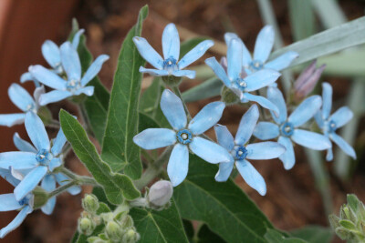 天蓝尖瓣木 Tweedia caerulea ，萝藦科尖瓣藤属。