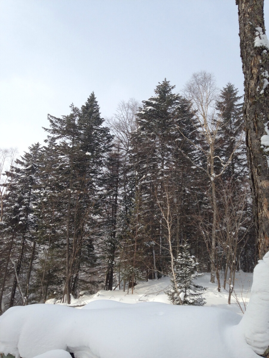 雪松 雪挂 松树 积雪 雪山