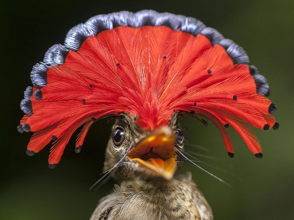 皇霸鹟 Onychorhynchus coronatus