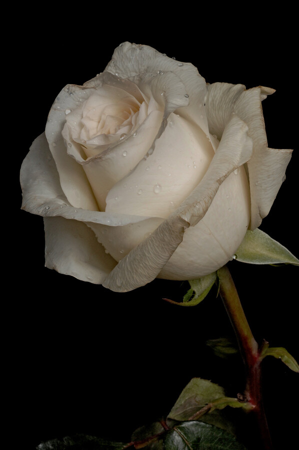白玫瑰图片唯美 一支图片