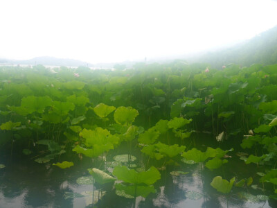 杭州 西湖 荷花