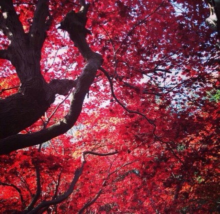 京都的紅葉之厭離庵（えんりあん）