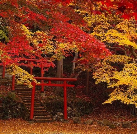 兵庫(kù)県（ひょうごけん）的紅葉（圖片分別攝于丹波市、篠山市）.jpg