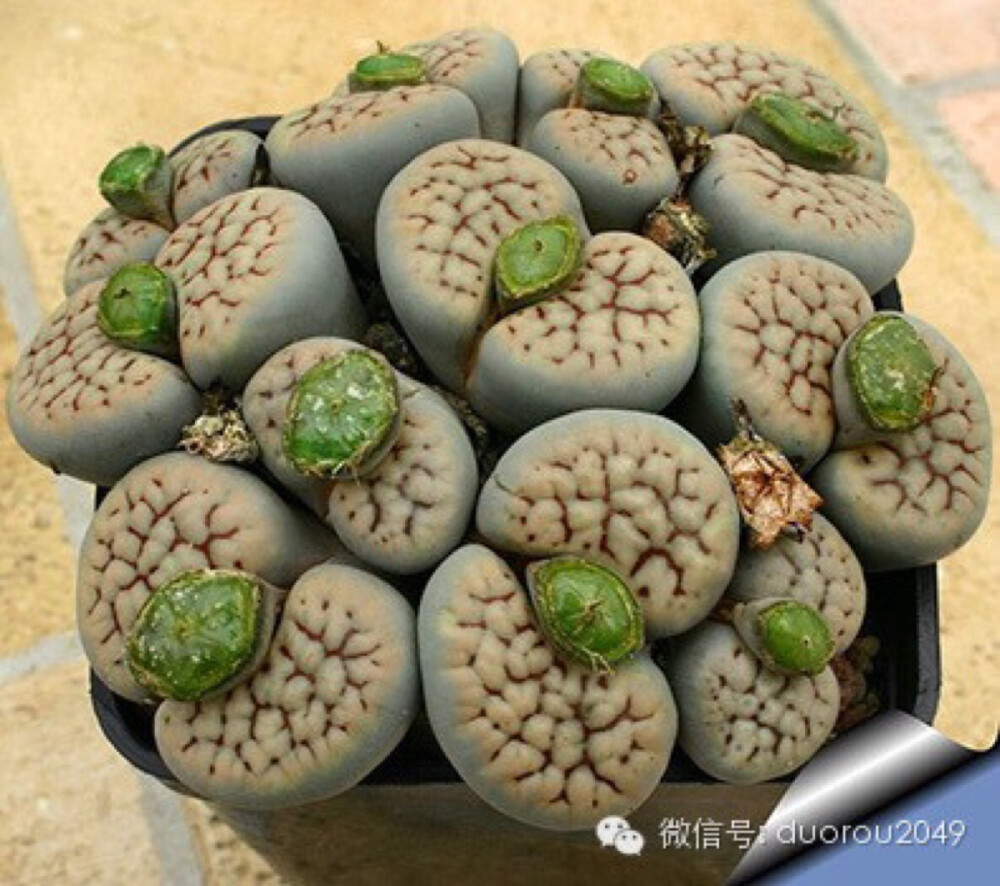 逆天而长的番杏科多肉