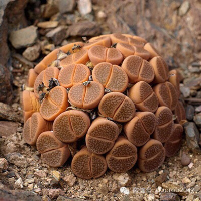 逆天而长的番杏科多肉