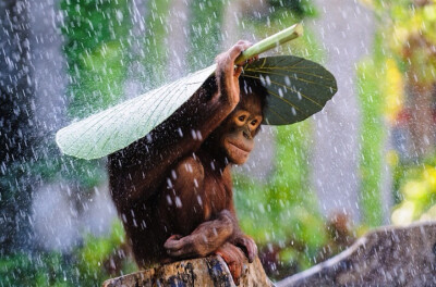 红毛猩猩用芭蕉叶避雨（Orangutan using a banana leaf to shield itself from the rain, Andrew Suryono ） 美国知名时尚与摄影网站My Modern Met评选出2014年度最让人叹为观止的37张照片。