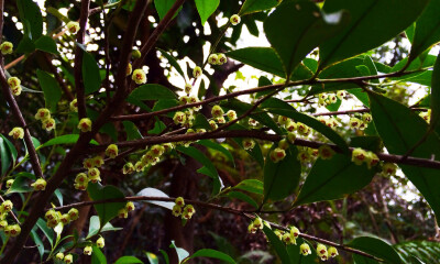 米碎花 Eurya chinensis ，山茶科柃木属。半透明的金色小花儿。