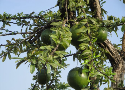 铁西瓜 Crescentia cujete ，紫葳科葫芦树属。果期的时候宛如结着满树的西瓜，大小颜色几可乱真，就是少了条纹......