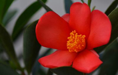 杜鹃叶山茶 Camellia azalea ，山茶科山茶属。