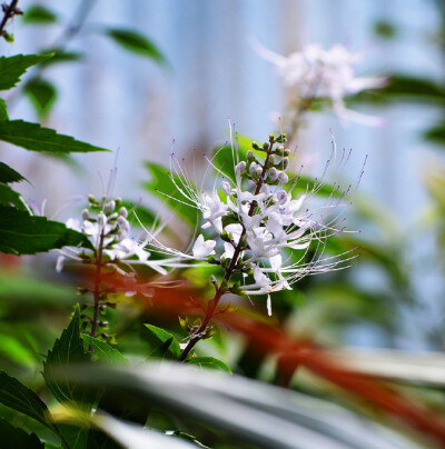 肾茶（猫须草）Clerodendranthus spicatus ，唇形科肾茶属。