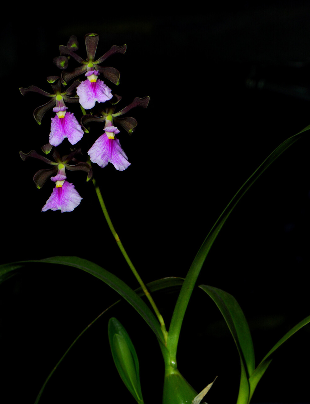 Encyclia aff. cordigera ，围柱兰属。