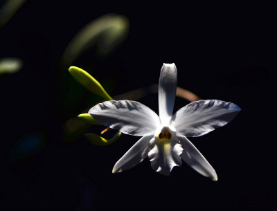 Laelia rubescens var. semi-alba ，蕾丽兰属。