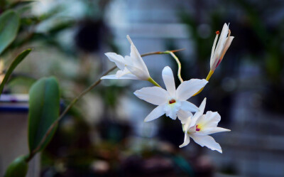 Laelia rubescens var. semi-alba ，蕾丽兰属。