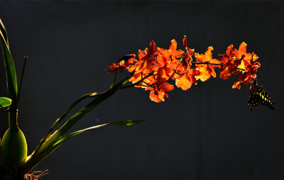 Oncidium 'Pacific Sunspots' ，文心兰属。上面的蝴蝶是统帅青凤蝶 Graphium agamemnon 。