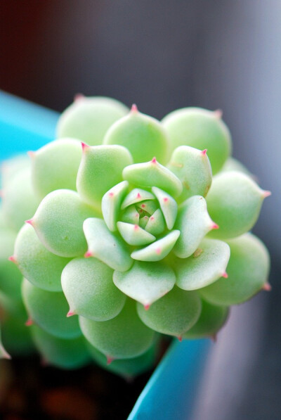 静夜（Echeveria derenbergii）景天科拟石莲花属的多肉植物、也称多浆植物，属于较迷你的石莲花，个头非常小，很容易群生，日照充分的时候，叶尖会变红，非常可爱。