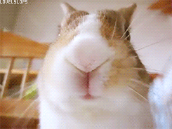 好萌萌萌的兔子啊