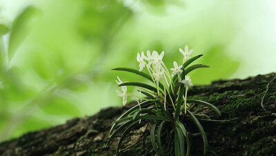 风兰 Neofinetia falcata ，风兰属。