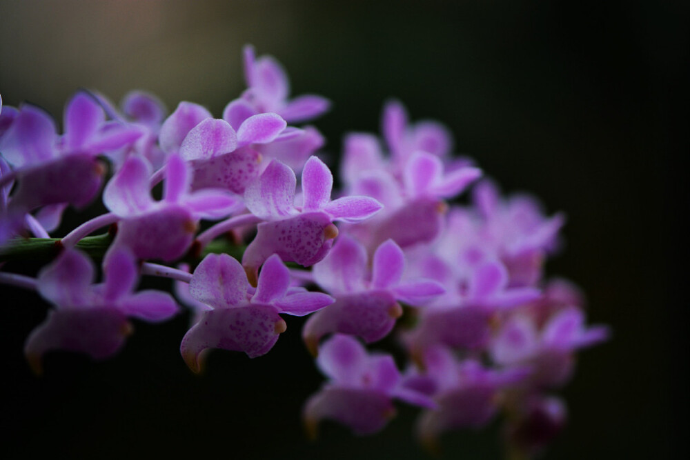 香花指甲兰 Aerides odorata ，指甲兰属。