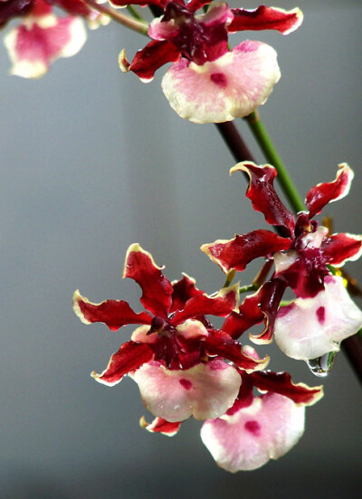 巧克力香水文心兰 Oncidium Twinkle 'Red Fantasy'（Oncidium sharry Baby 'Sweet Fragrance'）。