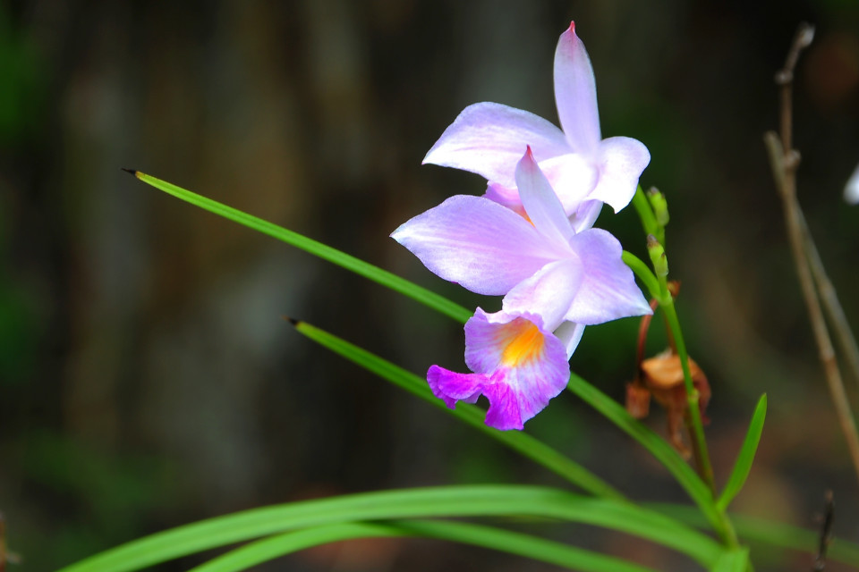 竹叶兰 Arundina graminifolia ，竹叶兰属。