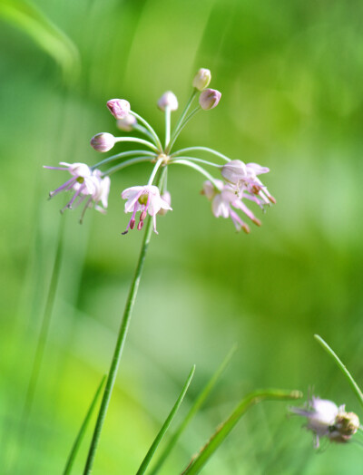 藠头 Allium chinense ，葱属。