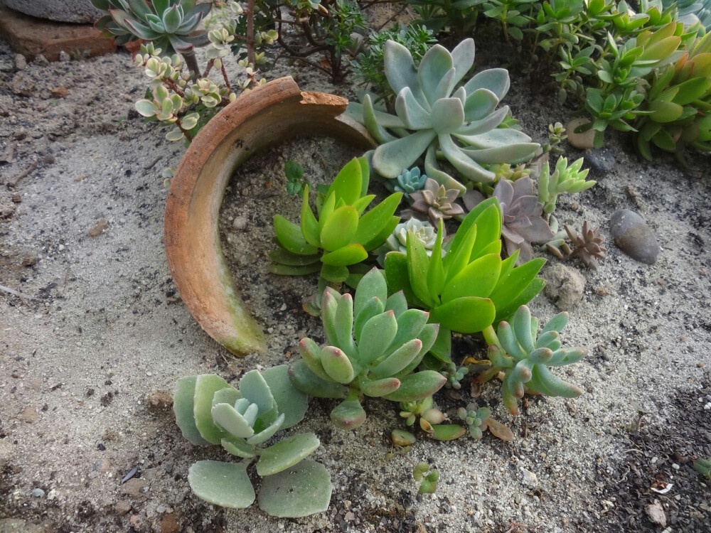 明明的多肉植物大棚一角